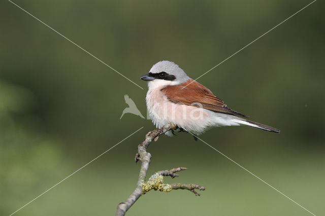 Red-backed Shrike (Lanius collurio)