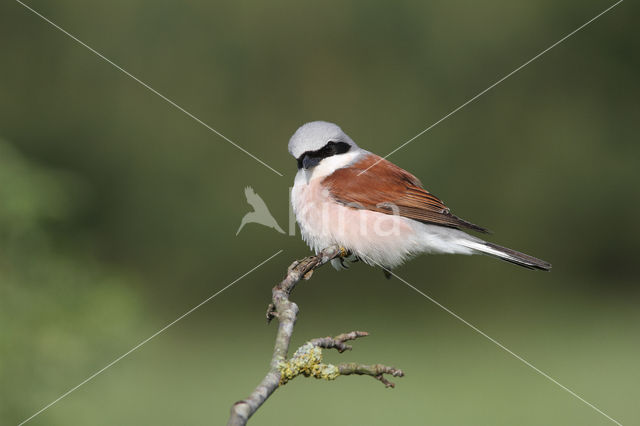 Grauwe Klauwier (Lanius collurio)