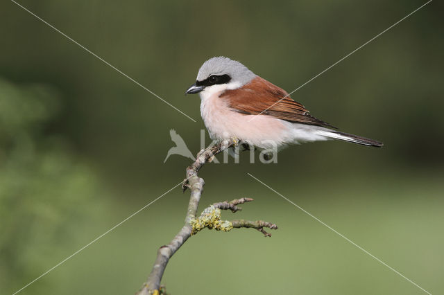 Red-backed Shrike (Lanius collurio)