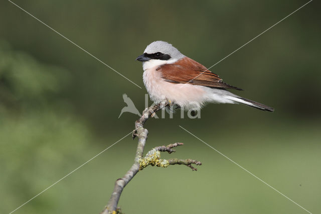 Grauwe Klauwier (Lanius collurio)