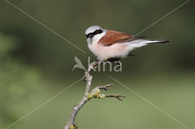 Red-backed Shrike (Lanius collurio)