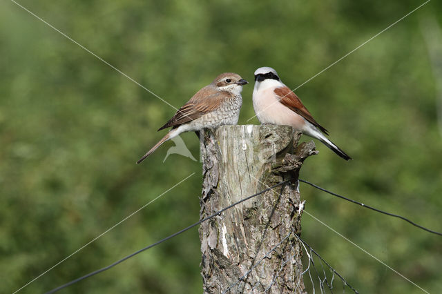 Red-backed Shrike (Lanius collurio)