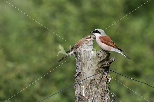 Grauwe Klauwier (Lanius collurio)