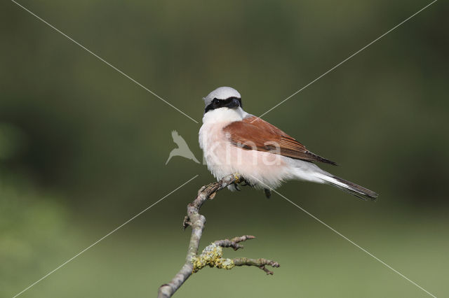 Grauwe Klauwier (Lanius collurio)