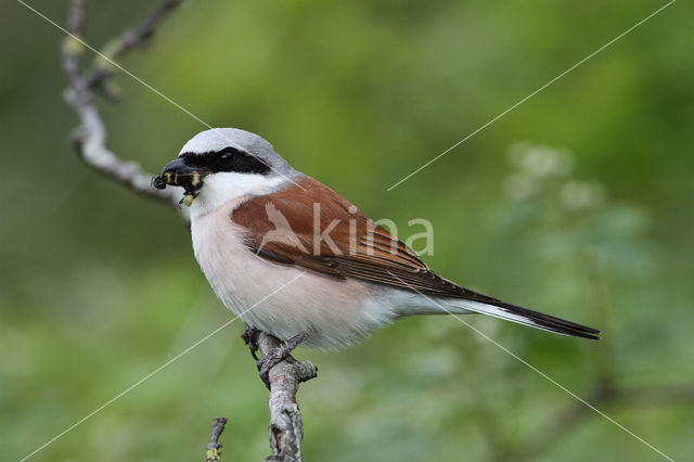 Red-backed Shrike (Lanius collurio)