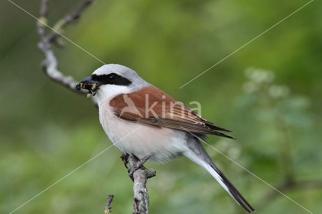 Grauwe Klauwier (Lanius collurio)