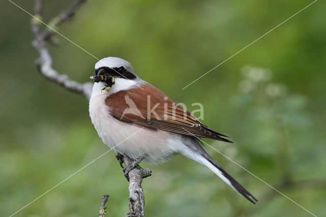 Grauwe Klauwier (Lanius collurio)