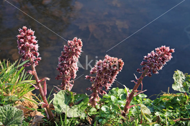 Groot hoefblad (Petasites hybridus)