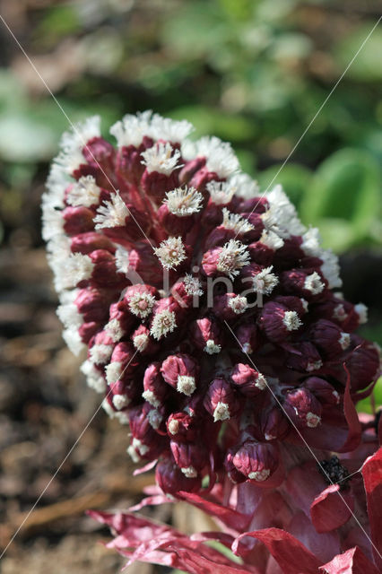 Groot hoefblad (Petasites hybridus)