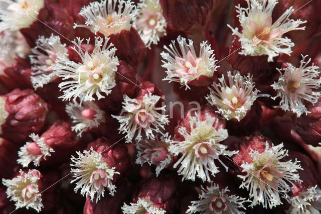 Groot hoefblad (Petasites hybridus)