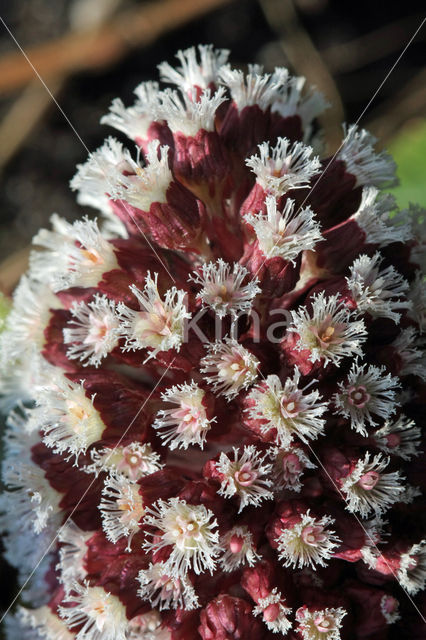 Groot hoefblad (Petasites hybridus)