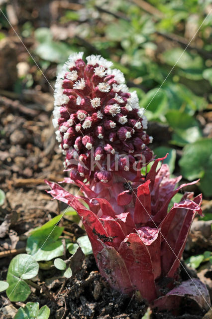 Groot hoefblad (Petasites hybridus)