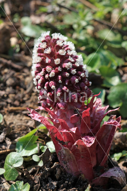 Groot hoefblad (Petasites hybridus)