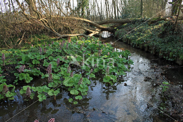 Groot hoefblad (Petasites hybridus)