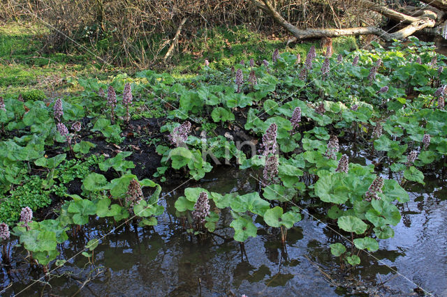 Butterbur (Petasites hybridus)