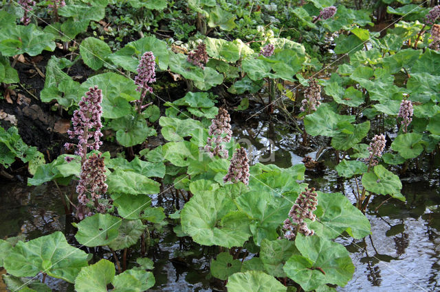 Groot hoefblad (Petasites hybridus)