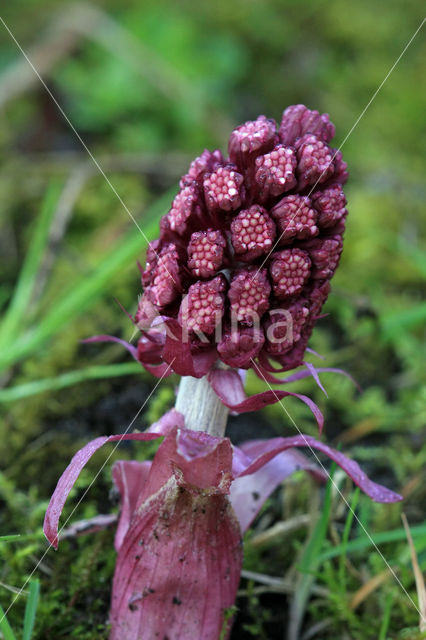 Groot hoefblad (Petasites hybridus)