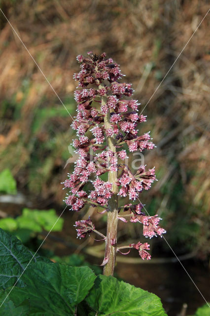 Groot hoefblad (Petasites hybridus)