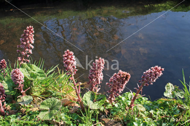 Groot hoefblad (Petasites hybridus)