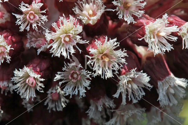 Groot hoefblad (Petasites hybridus)