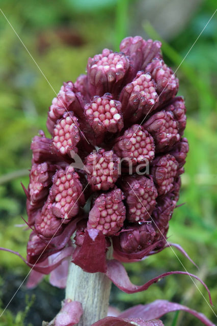 Groot hoefblad (Petasites hybridus)