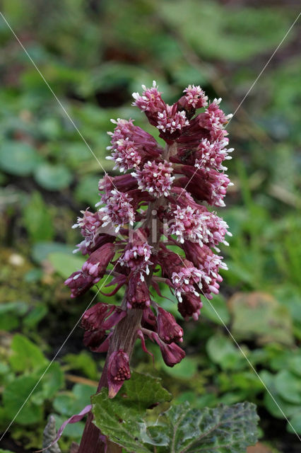 Groot hoefblad (Petasites hybridus)