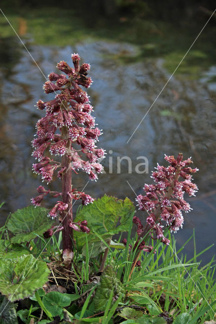 Groot hoefblad (Petasites hybridus)