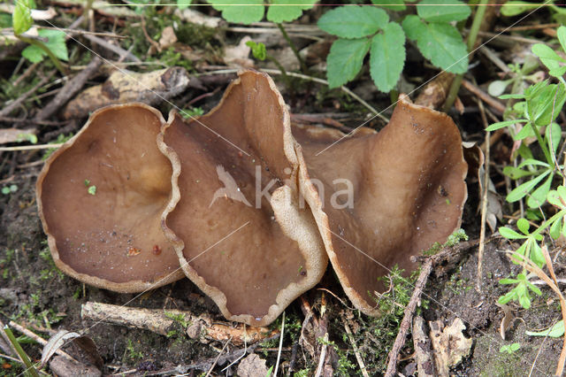 Grote aderbekerzwam (Disciotis venosa)