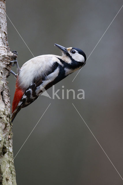 Grote Bonte Specht (Dendrocopos major)