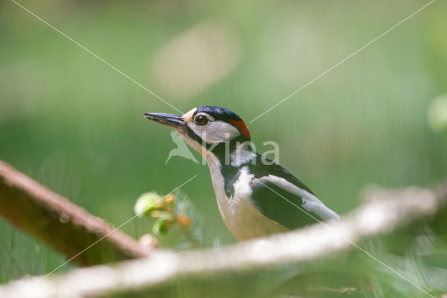 Great Spotted Woodpecker (Dendrocopos major)