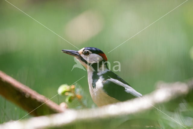 Grote Bonte Specht (Dendrocopos major)