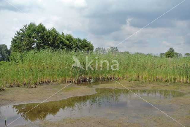 Grote lisdodde (Typha latifolia)