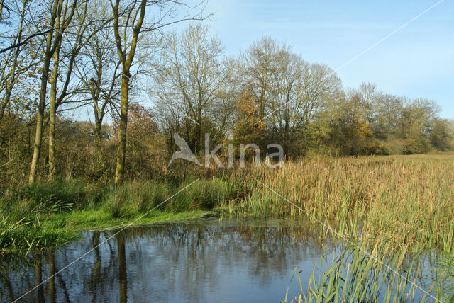 Grote lisdodde (Typha latifolia)