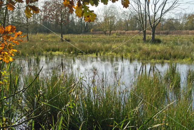 Grote lisdodde (Typha latifolia)