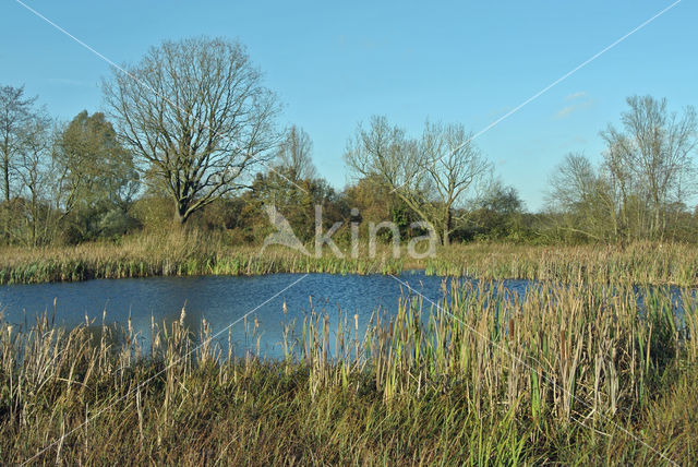 Grote lisdodde (Typha latifolia)