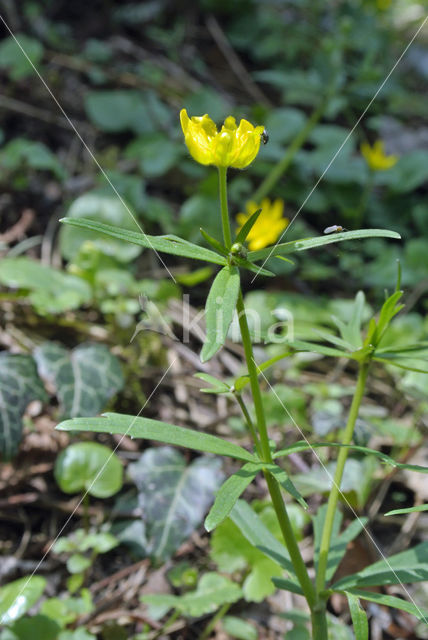 Gulden boterbloem (Ranunculus auricomus)