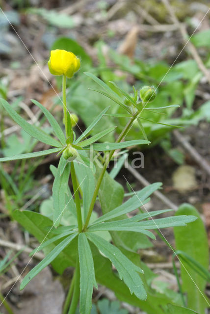 Goldilocks (Ranunculus auricomus)