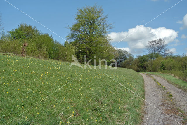 Gulden sleutelbloem (Primula veris)