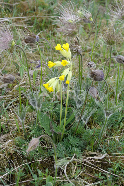 Cowslip (Primula veris)