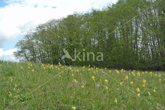 Cowslip (Primula veris)