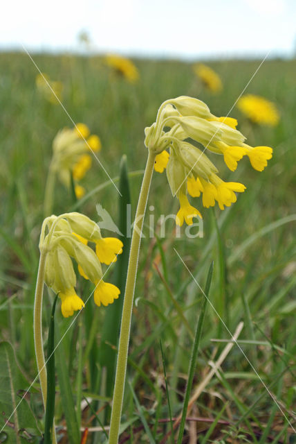 Gulden sleutelbloem (Primula veris)