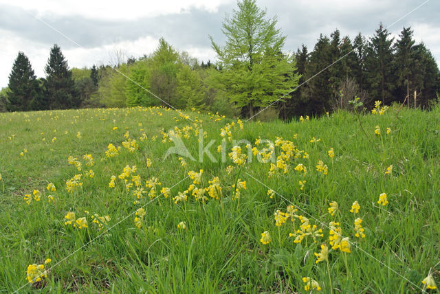 Cowslip (Primula veris)