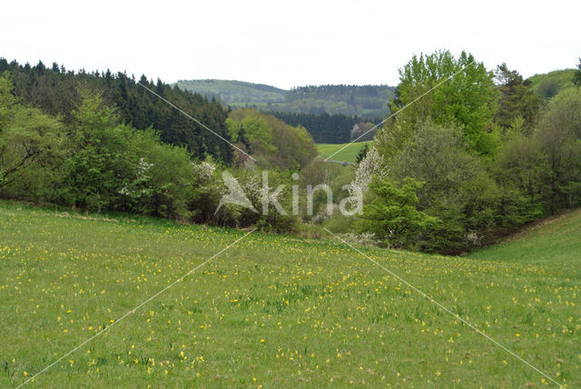 Cowslip (Primula veris)