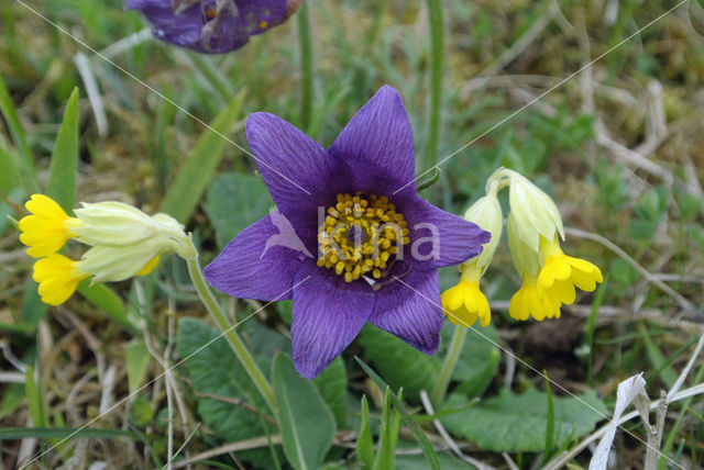 Gulden sleutelbloem (Primula veris)