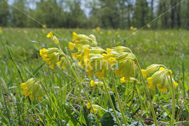 Gulden sleutelbloem (Primula veris)