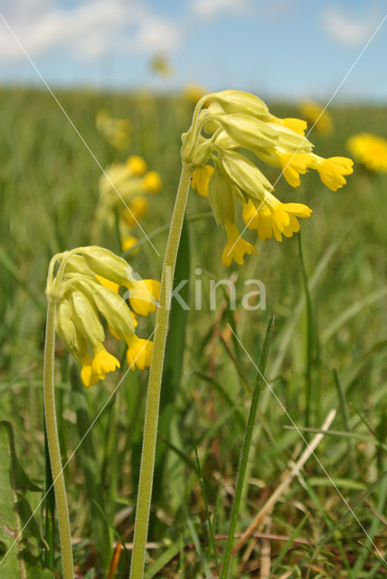 Gulden sleutelbloem (Primula veris)