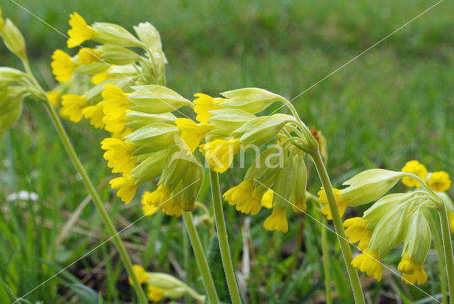 Cowslip (Primula veris)