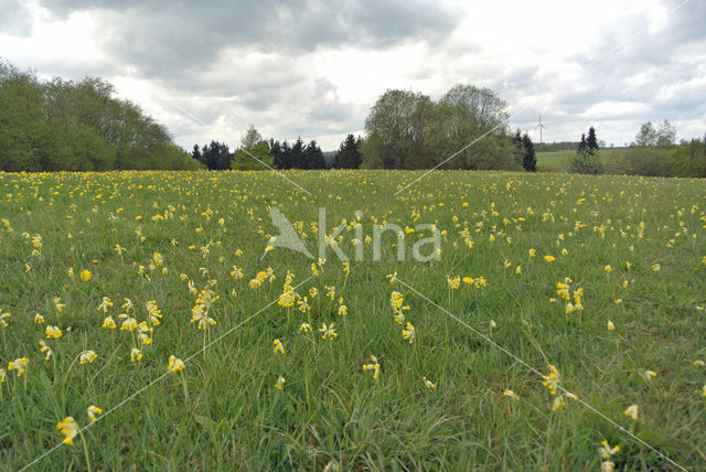 Cowslip (Primula veris)