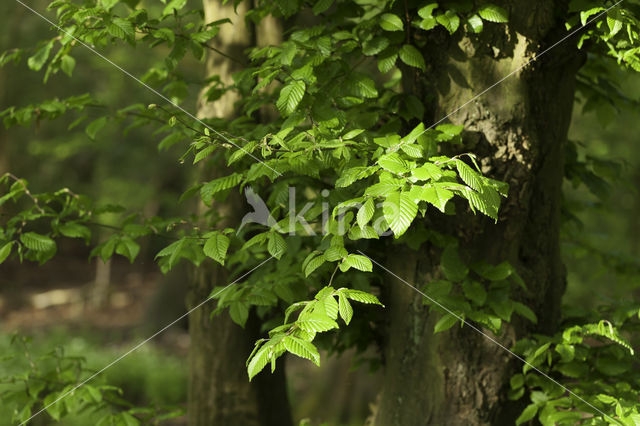 Haagbeuk (Carpinus betulus)