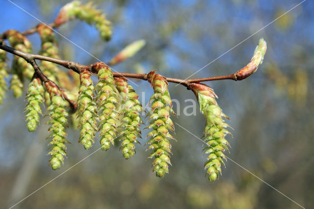 Haagbeuk (Carpinus betulus)